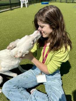 Mixed Breed Dogs Available for Adoption in Wichita, Kansas - Layla | PetCurious