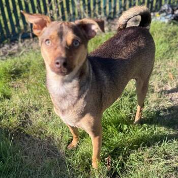 Mr. Biggie Jack -  Miniature Pinscher and Chihuahua Dog for Adoption in Ridgefield, Washington - Mr. Biggie Jack | PetCurious