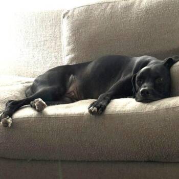 Black Labrador Retriever and Pointer Dogs Available for Adoption - RANGER | PetCurious