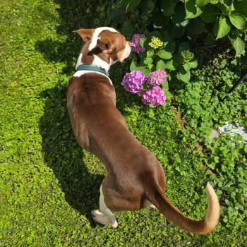 Benny -  Terrier and Mixed Breed Dog for Adoption in Jarrettsville, Maryland - Benny | PetCurious