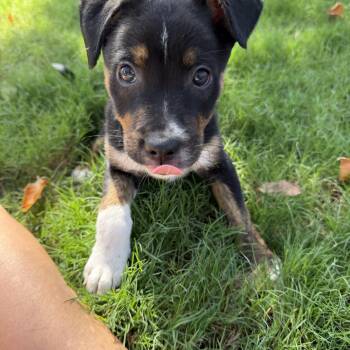 Rylan -  Australian Kelpie and Miniature Pinscher Dog for Adoption in Gilbert, Arizona - Rylan | PetCurious
