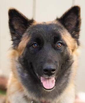 Flapdoodle -  Shepherd Dog for Adoption in Encinitas, California - Flapdoodle | PetCurious