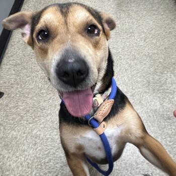 Rescue Hound and Shepherd Dogs for Adoption in Ridgefield, Washington - Ms. Beautiful Sienna | PetCurious