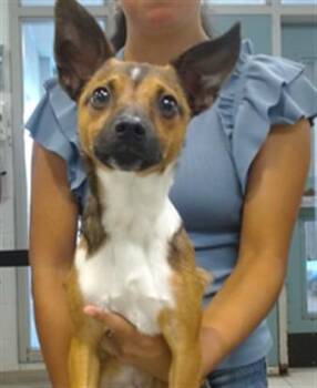 A475864 -  Chihuahua Dog for Adoption in Oklahoma City, Oklahoma - A475864 | PetCurious