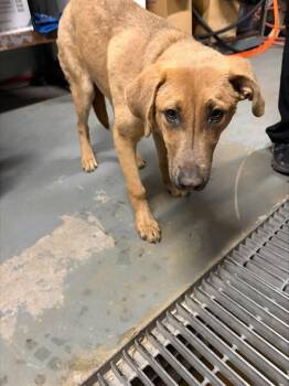 MARKUS -  German Shepherd Dog and Mixed Breed Dog for Adoption in Stockton, California - MARKUS | PetCurious