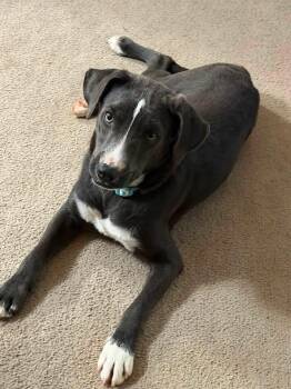 Felipa -  Catahoula Leopard Dog Dog for Adoption in Caldwell, Texas - Felipa | PetCurious