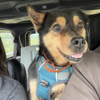 Sammy -  Cattle Dog and Chihuahua Dog for Adoption in Columbia, Maryland - Sammy | PetCurious