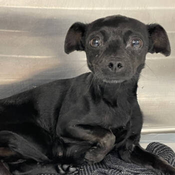 Rescue Chihuahua Dogs for Adoption in Nowata, Oklahoma - Nadine | PetCurious