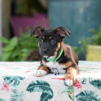 Terrier and Mixed Breed Dogs Available for Adoption in Wake Forest, North Carolina - Hulk | PetCurious