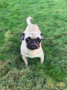Cricket -  Pug Dog for Adoption in Seattle, Washington - Cricket | PetCurious