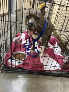 DELILAH -  Pit Bull Terrier and Mixed Breed Dog for Adoption in Texas City, Texas - DELILAH | PetCurious