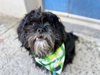 PANDA - DAYS NUMBERED - COURTESY POST -  Shih Tzu Dog for Adoption in Huntington, New York - PANDA - DAYS NUMBERED - COURTESY POST | PetCurious