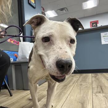 Faye -  Pit Bull Terrier Dog for Adoption in Newark, New Jersey - Faye | PetCurious