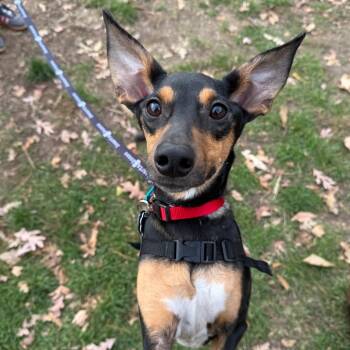 Rescue Miniature Pinscher Dogs for Adoption in New York, New York - Esther | PetCurious