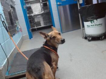 German Shepherd Dog and Dachshund Dogs Available for Adoption - STITCH | PetCurious