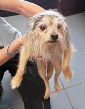 Auntie -  Mixed Breed Dog for Adoption in Nashville, Tennessee - Auntie | PetCurious