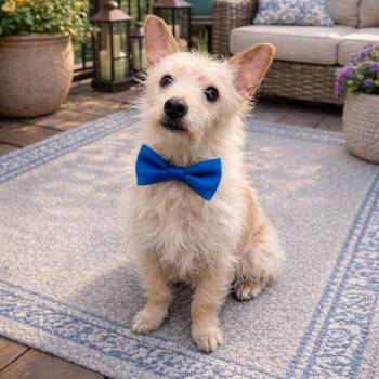 Yorkshire Terrier and Chihuahua Dogs Available for Adoption - Peter | PetCurious