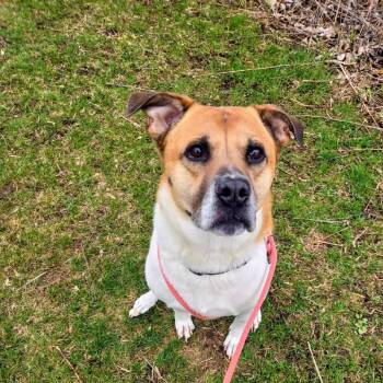 MarDay -  Mixed Breed Dog for Adoption in Walker, Michigan - MarDay | PetCurious