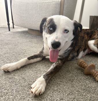 Skye -  Mixed Breed and Mountain Cur Dog for Adoption in Glen Rock, New Jersey - Skye | PetCurious