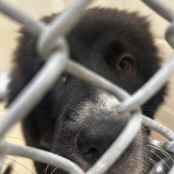Toston(black collar) -  Mixed Breed Dog for Adoption in Winston-salem, North Carolina - Toston(black Collar) | PetCurious
