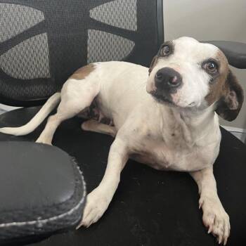 Magnolia -  Jack Russell Terrier Dog for Adoption in Richmond Hill, Georgia - Magnolia | PetCurious