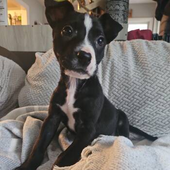 Rescue Terrier Dogs for Adoption in Raleigh, North Carolina - Rico | PetCurious