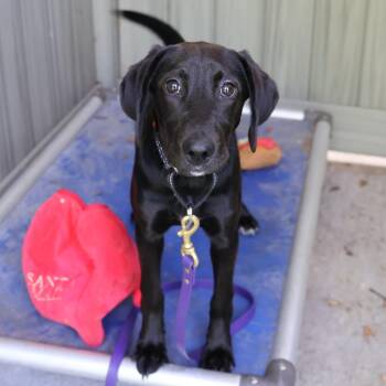 Khloe -  Black Labrador Retriever Dog for Adoption in Briarcliff Manor, New York - Khloe | PetCurious