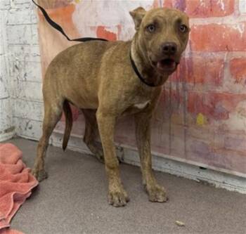 FRANCIE -  Pit Bull Terrier Dog for Adoption in San Bernardino, California - FRANCIE | PetCurious