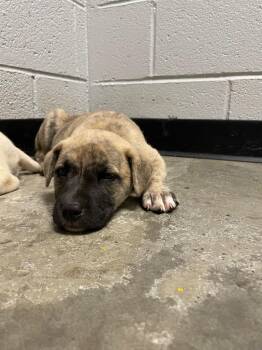 Newton Pup 6 -  Mixed Breed Dog Available for Adoption in Henderson, North Carolina - Newton Pup 6 | PetCurious