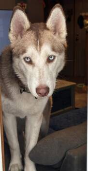 Siberian Husky Dogs Available for Adoption - Aurora | PetCurious