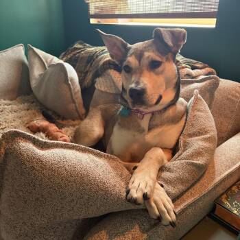 Mina -  Pit Bull Terrier and Husky Dog for Adoption in La Grange, Kentucky - Mina | PetCurious