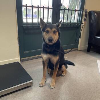 Smuckers -  Cattle Dog and German Shepherd Dog Dog for Adoption in Pasadena, California - Smuckers | PetCurious