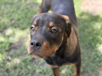 RORY -  Rottweiler and Mixed Breed Dog for Adoption in Tulsa, Oklahoma - RORY | PetCurious