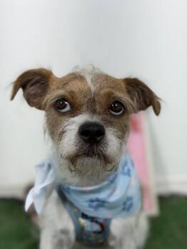 Picasso-One of our Amazing Rescue Dogs -  Parson Russell Terrier and Border Terrier Dog for Adoption in Carlsbad, California - Picasso-One Of Our Amazing Rescue Dogs | PetCurious