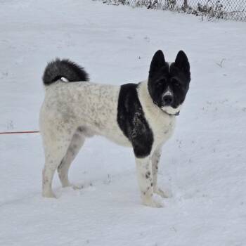 Hatchi -  Akita Dog for Adoption - Hatchi | PetCurious