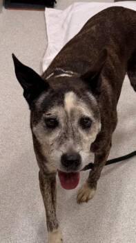 Mountain Cur and Dutch Shepherd Dogs Available for Adoption - Rico | PetCurious