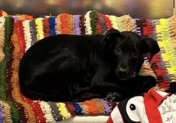 Rescue Labrador Retriever and Mixed Breed Dogs for Adoption in Houston, Texas - Boo | PetCurious