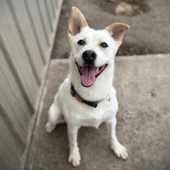 Bella -  Mixed Breed Dog for Adoption in Dubuque, Iowa - Bella | PetCurious