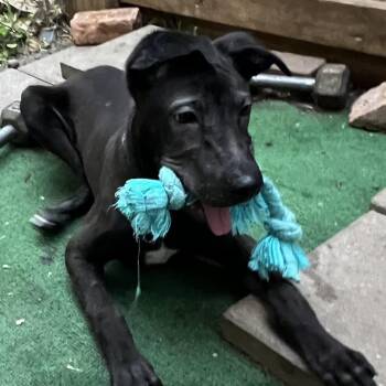 Rescue German Shepherd Dog and Labrador Retriever Dogs for Adoption in Bellaire, Texas - Davis | PetCurious