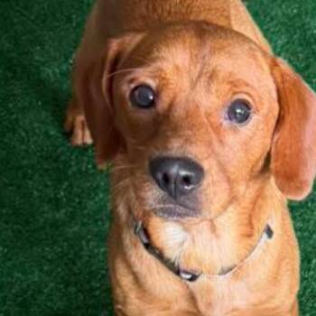 Walter -  Dachshund and Mixed Breed Dog for Adoption in Homewood, Illinois - Walter | PetCurious