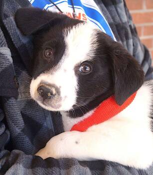 Labrador Retriever Dogs Available for Adoption - Elton | PetCurious