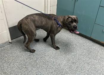 Cane Corso Dogs Available for Adoption in Long Beach, California - GRACIE | PetCurious