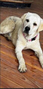 Labrador Retriever Dogs Available for Adoption in Heber City, Utah - Honey | PetCurious