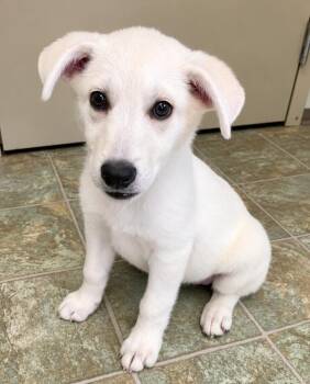 ROSEMARY -  Mixed Breed Dog for Adoption in High Level, Alberta - ROSEMARY | PetCurious