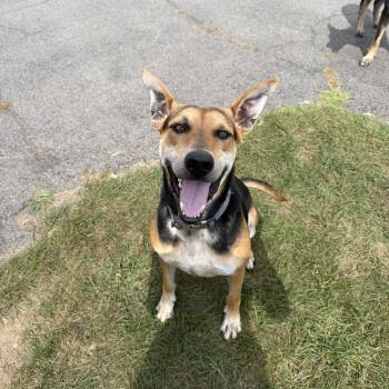 River -  Shepherd and Carolina Dog Dog for Adoption in Oriskany, New York - River | PetCurious