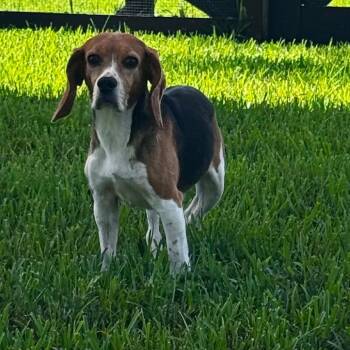 FZS9 4710 aka Cartier -  Beagle Dog for Adoption in Loxahatchee Groves, Florida - FZS9 4710 Aka Cartier | PetCurious