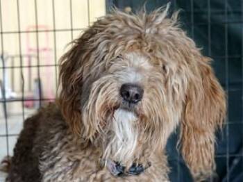 Copper -  Goldendoodle and Poodle Dog for Adoption in Butte, Montana - Copper | PetCurious