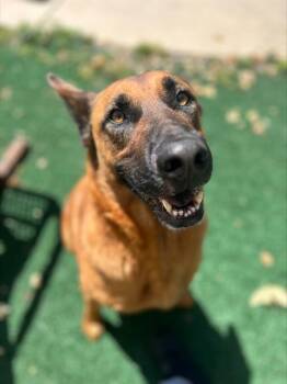 German Shepherd Dog Dogs Available for Adoption in Chula Vista, California - SUNNY | PetCurious