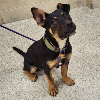 Australian Kelpie and Mixed Breed Dogs Available for Adoption in Conroe, Texas - A427689 | PetCurious