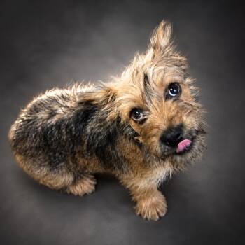 Barnaby -  Yorkshire Terrier and Miniature Dachshund Dog for Adoption in Newport, Tennessee - Barnaby | PetCurious